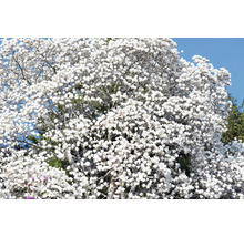 Magnolia träd med vita blommor