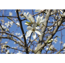 Magnoliaträd med vita blommor