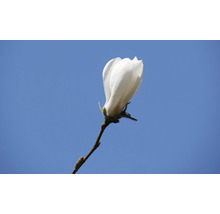 Magnoliablomma mot blå himmel