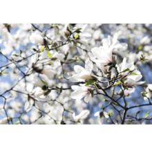 Närbild av blommande magnoliagrenar