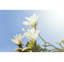 Magnoliablommor mot blå himmel