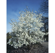 Blommande stjärnmagnoliaträd i trädgården.