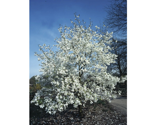 Blommande stjärnmagnoliaträd i trädgården.