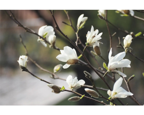 Blommande grenar av en stjärnmagnolia