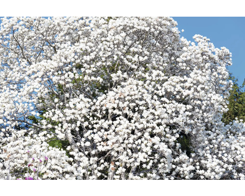 Magnolia med vita blommor