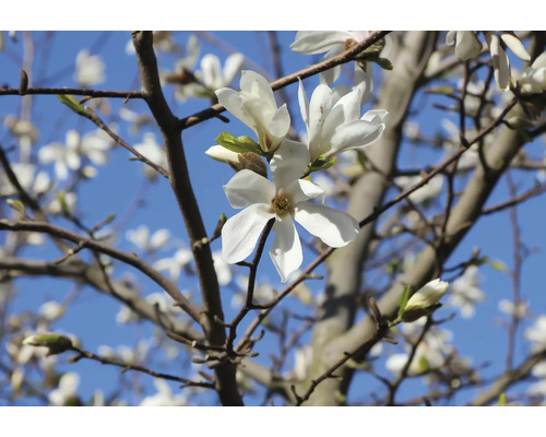 Magnolia med vita blommor