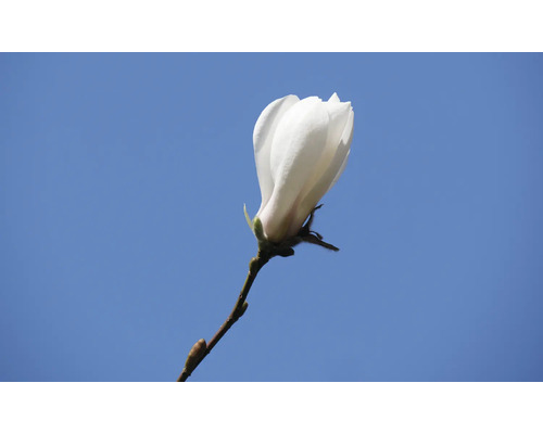 Magnoliablomma på en gren mot en blå himmel