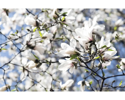 Blommande magnoliaträd med många blommor