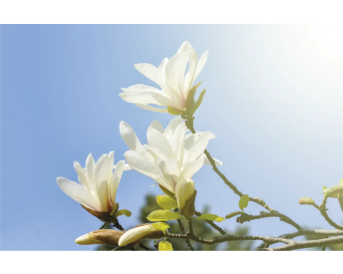 Närbild av magnoliablommor mot en blå himmel
