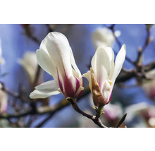 Närbild av magnoliablommor på en gren