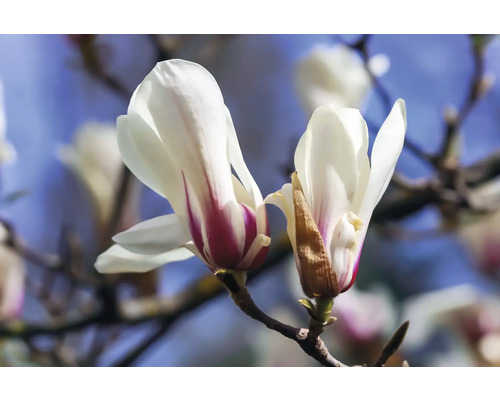 Närbild av magnoliablommor på en gren