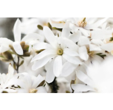 Närbild av magnolia blommor