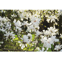 Stjärnmagnolia med vita blommor