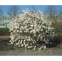 Stjärnmagnolia i trädgården