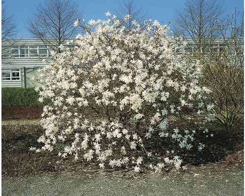 Stjärnmagnolia i trädgården