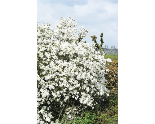 Stjärnmagnolia med vita blommor i trädgården