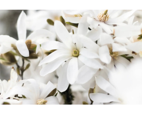 Närbild av vita magnoliablommor