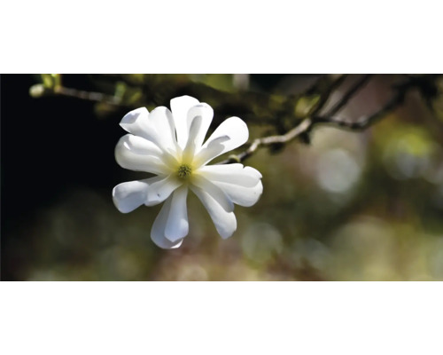 Närbild av stjärnmagnoliablomma