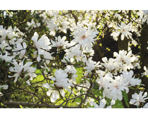 Närbild av en stjärnmagnolia med vita blommor