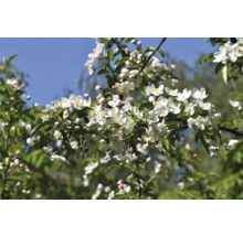 Blommande äppelträd med vita blommor