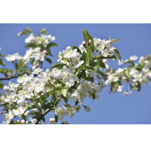 Blommande äppelträdgren mot en blå himmel