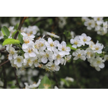 Gren med vita blommor