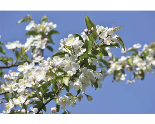 Gren med vita äppelblommor mot en blå himmel