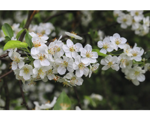Närbild av blommande grenar med vita blommor
