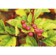 Gren med prydnadsäppelfrukter och blad