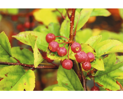 Gren med prydnadsäppelfrukter och blad