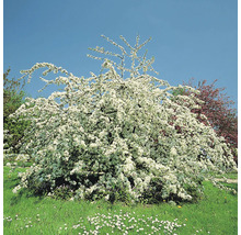 Blommande prydnadsapelträdgård