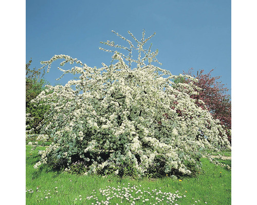 Blommande prydnadsapelträdgård