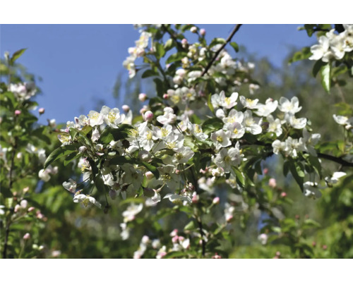 Äppelblommor i detalj