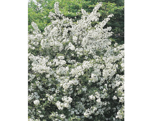 Blommande prydnadsapelträd med vita blommor