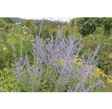 Blommande trädgård med olika blommor och växter