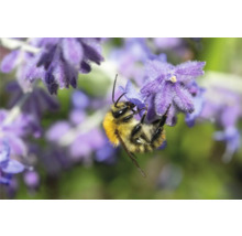 Närbild av en humla på en lavendelblomma