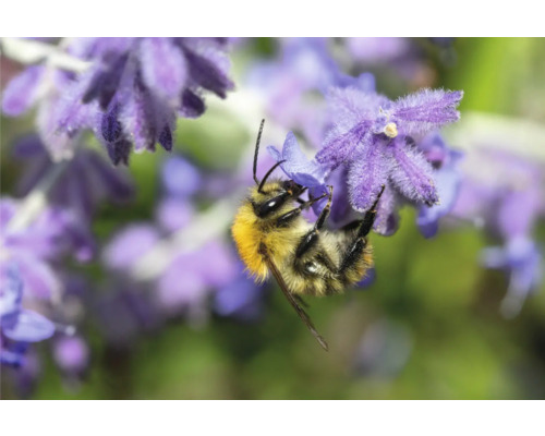Närbild av en humla på en lavendelblomma
