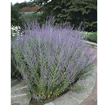 Rysk salvia växt i trädgården