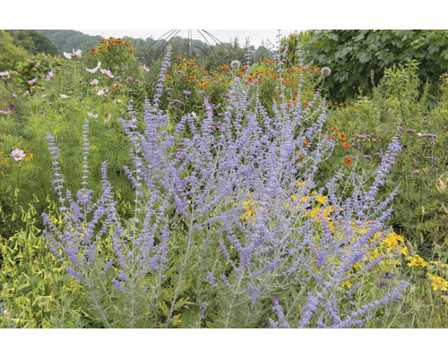 Blommande blomsteräng i trädgården med lavendel