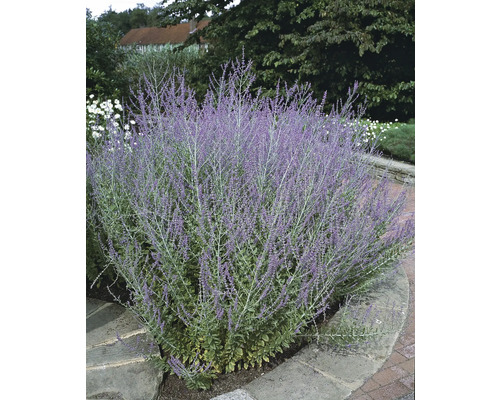 Rysk salvia planta i trädgårdsrabatt