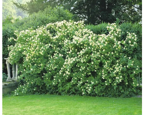 Smultronschersmin OMNIA GARDEN Philadelphus (Lemoinei-Gruppen) 'Mont Blanc' 1-pack Blommande doftschersmin i trädgården