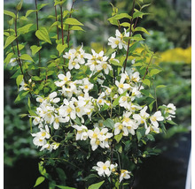 Doftschersmin med vita blommor och gröna blad.
