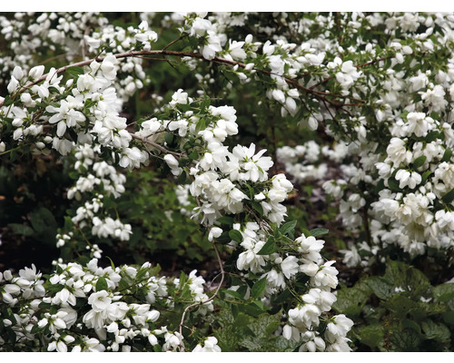 Deutzia full av blommor i trädgården
