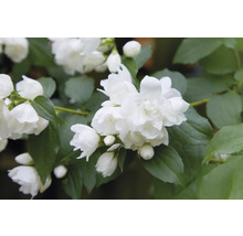 Närbild av fylld schersmin med vita blommor och gröna blad