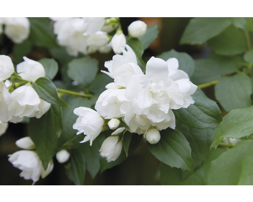 Kameliaschersmin OMNIA GARDEN Philadelphus (Virginalis-Gruppen) 'Snowbelle' Närbild av blommande schersmin med vita blommor och gröna blad.