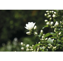 Närbild av en fylld doftschersminblomma i trädgården