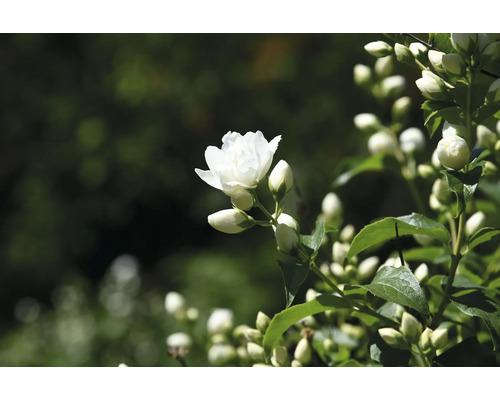 Närbild av en fylld doftschersminblomma i trädgården