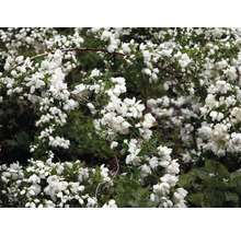 Deutzia full av blommor i trädgården