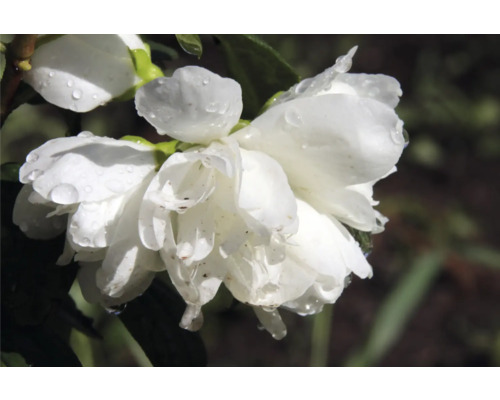 Närbild av vita kameliablommor med vattendroppar