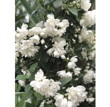 Blommande doftschersmin med vita blommor